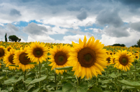 Zonnebloemen weken